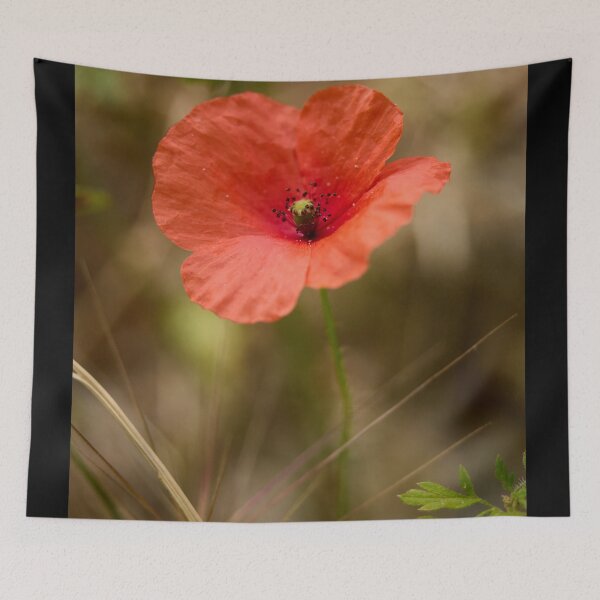 Item preview, The Red Poppy. Theologos. Thassos 2023 71 designed and sold by Jouko Lehto Photography.