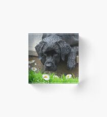 Appreciate the Little Things - Black Lab & Ladybug Acrylic Block