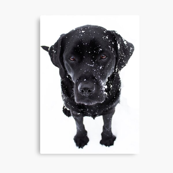 Artikel-Vorschau von Schneehund - Black Labrador, designt und verkauft von BlackDogArtJudy.