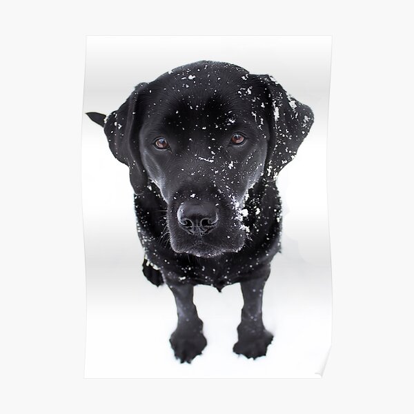 Snow Dog - Black Labrador Poster