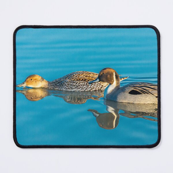 Item preview, Pintail Pair reflections designed and sold by Dalyndigital Photography.