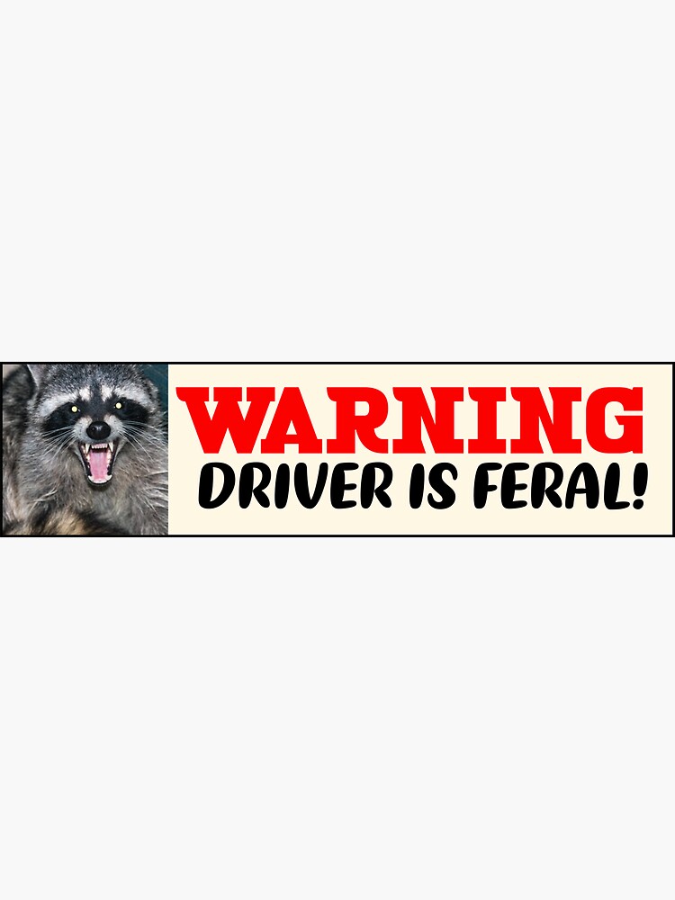 WARNING Driver is Feral Raccoon Meme bumper | Sticker