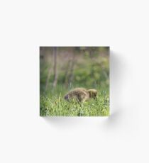 Softie Acrylic Block