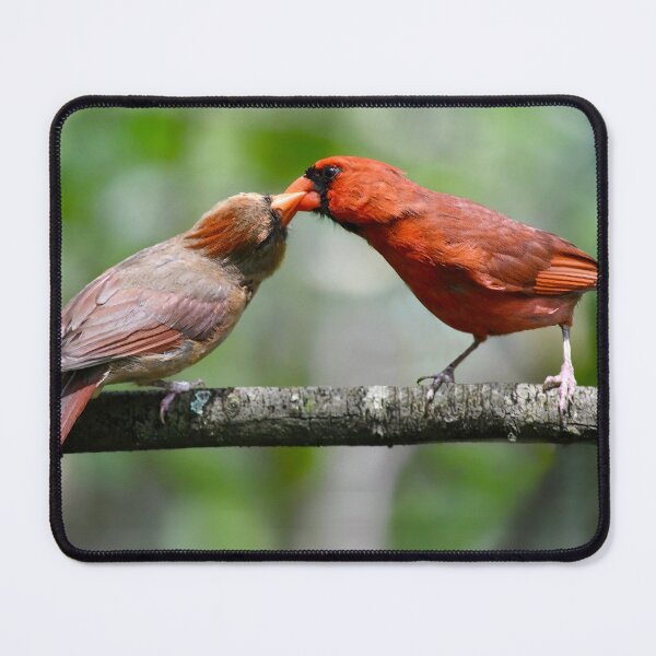 Item preview, Cardinal Courtship designed and sold by richardbryce.