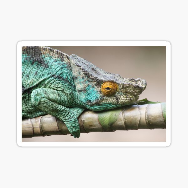 Artikel-Vorschau von Parson's Chameleon, designt und verkauft von CharlotteMorse.