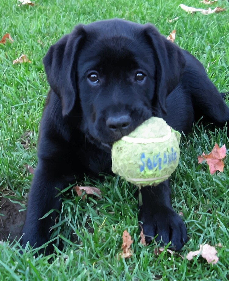 black labrador puppy pictures