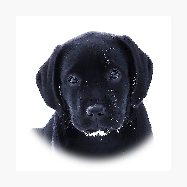 Awaiting Spring - Black Labrador Puppy Throw Pillow for Sale by