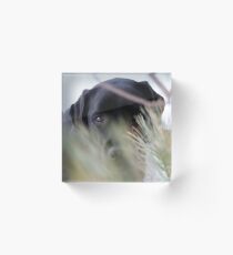 Thru the Trees - Black Labrador Acrylic Block