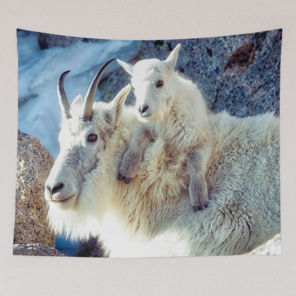 Item preview, Nanny and Kid of Mountain Goats A Heartwarming Bond at 14265 Feet designed and sold by Rocky Mountain Artistry.
