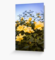 In the midst of yellow roses Greeting Card