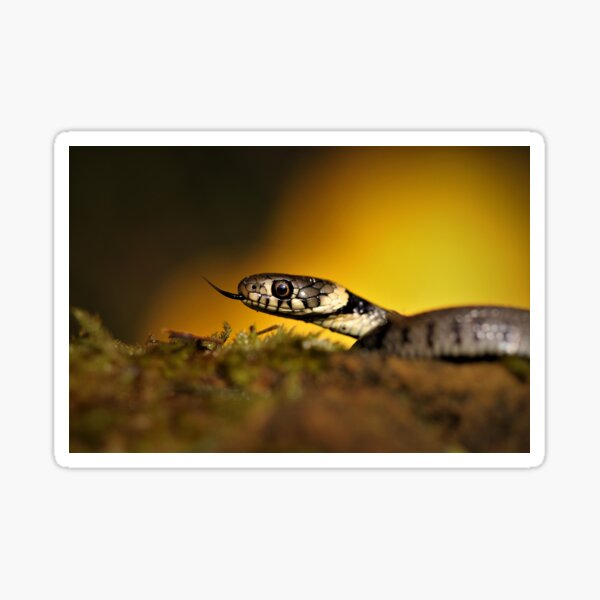 Item preview, Grass snake designed and sold by Christian Moss.