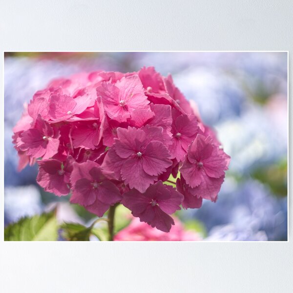 Item preview, Hydrangea Flower designed and sold by Alisonchambers2.