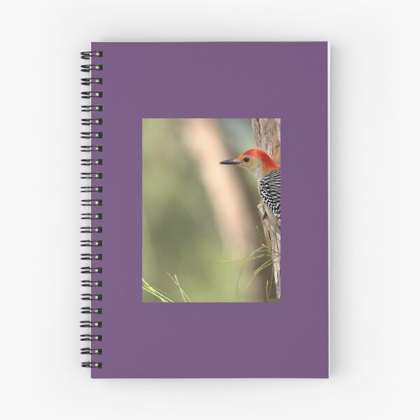 Item preview, Red-bellied Woodpecker Photographic Print 	 designed and sold by wnqgezovv25.