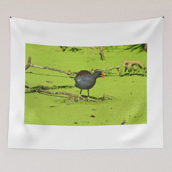 Item preview, Moorhen designed and sold by LisaWootenPhoto.