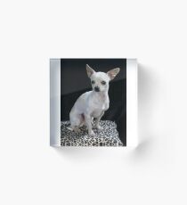 chihuahua sitting Acrylic Block