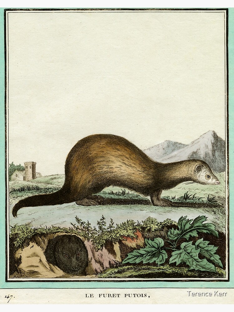 Furet standard