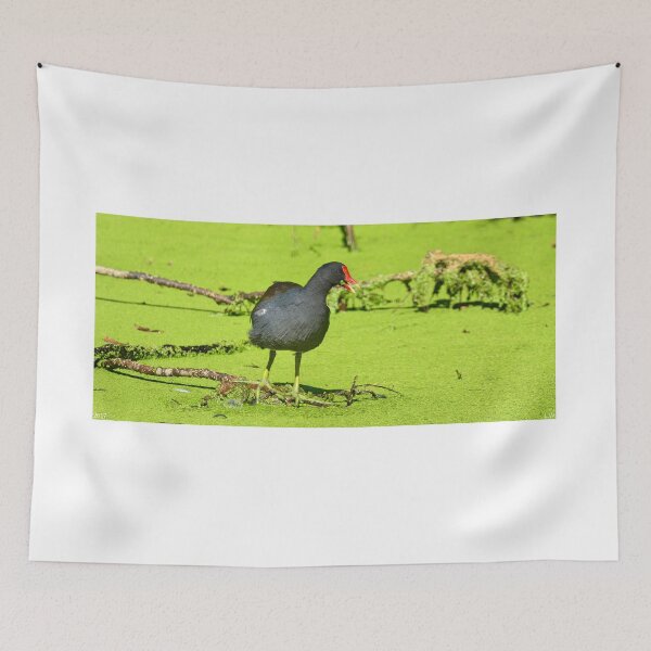Item preview, Marsh Hen designed and sold by LisaWootenPhoto.