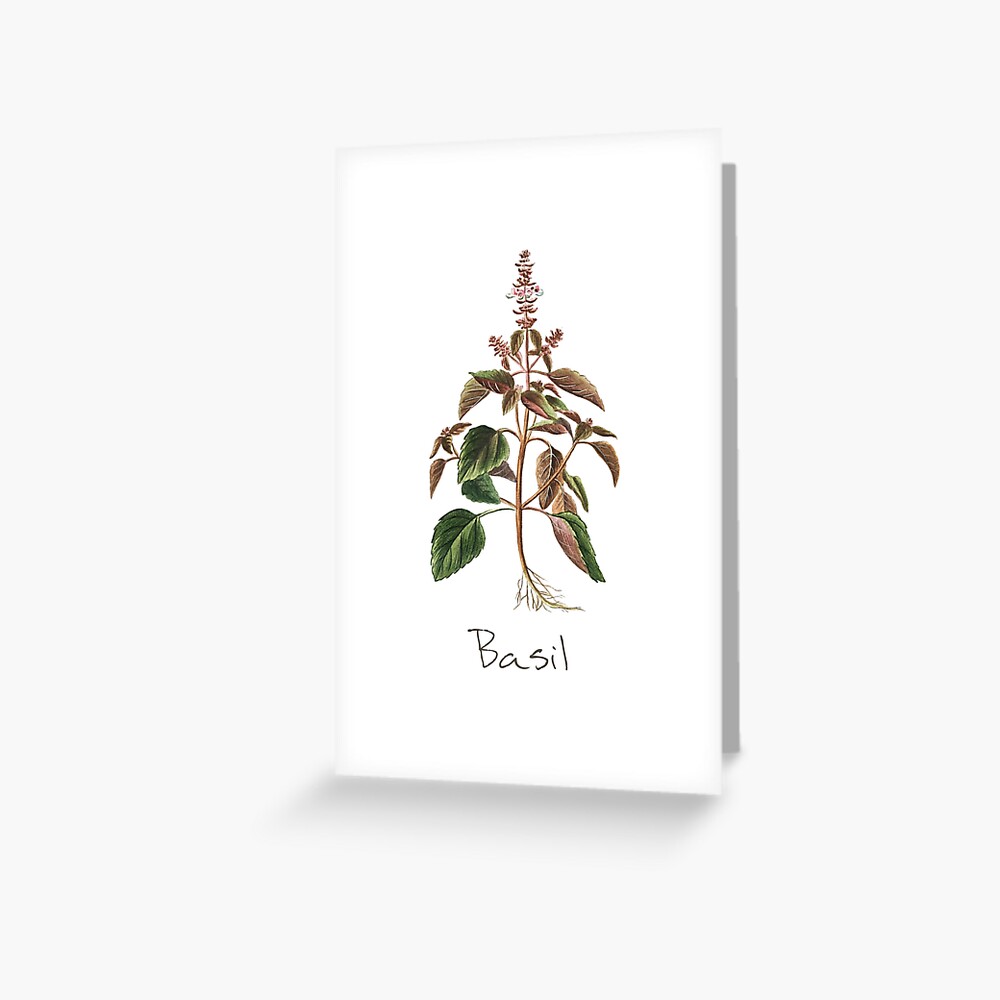 Basil Herb, Basil Print, Basil Plant, Basil Art Print Greeting Card