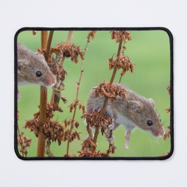 Item preview, "Double Trouble" amongst the foliage designed and sold by Adrian Rowley.