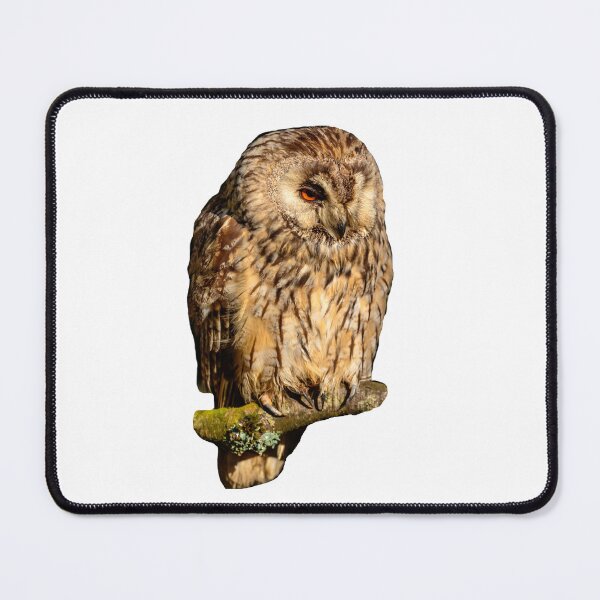 Item preview, Long-eared owl designed and sold by Dalyndigital Photography.