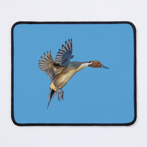 Item preview, Pintail Duck about to land designed and sold by Dalyndigital Photography.