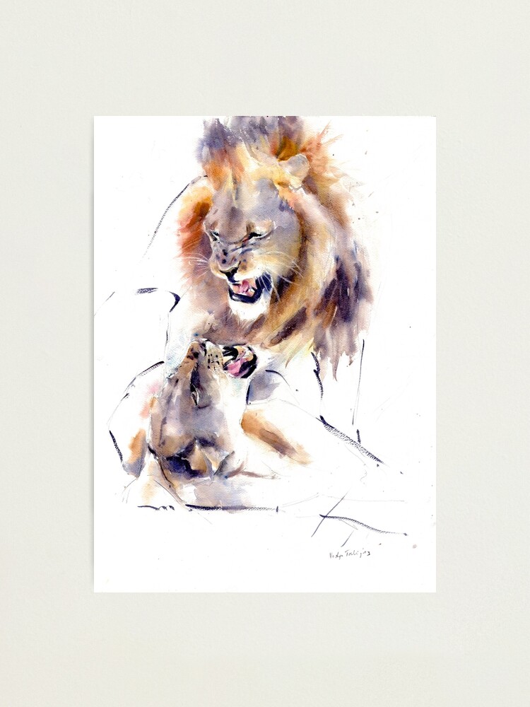 Lámina fotográfica «Pintura acuarela de la vida silvestre - RITUAL - Ritual  de cortejo de leones - Ilustración - Grandes felinos africanos» de lyatee |  Redbubble