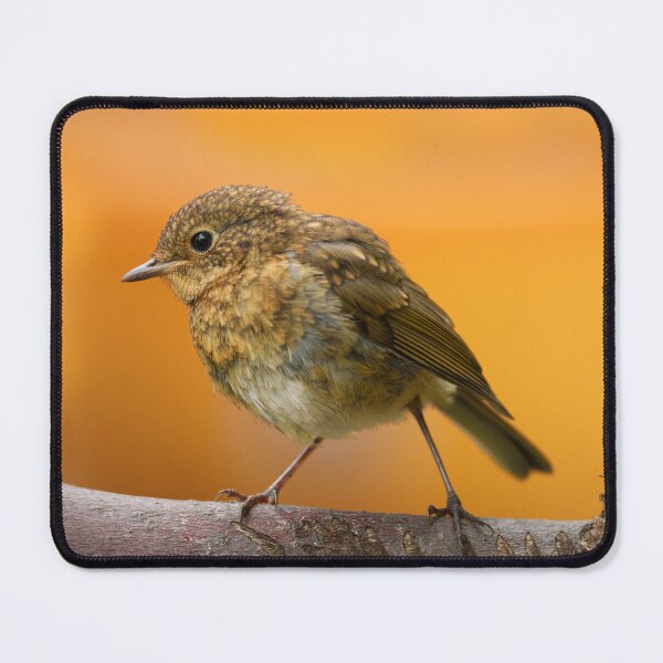 Item preview, Baby Robin On A Tree Branch designed and sold by rawshutterbug.