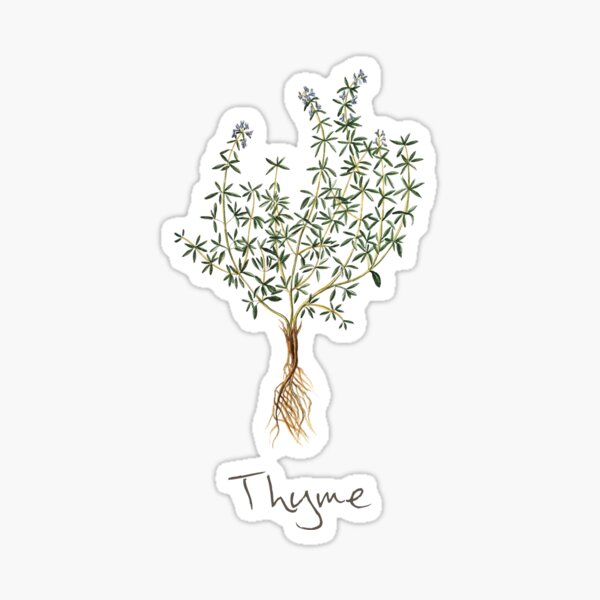 thyme herb thyme plant thyme print thyme art print sticker by marzzgraphics redbubble