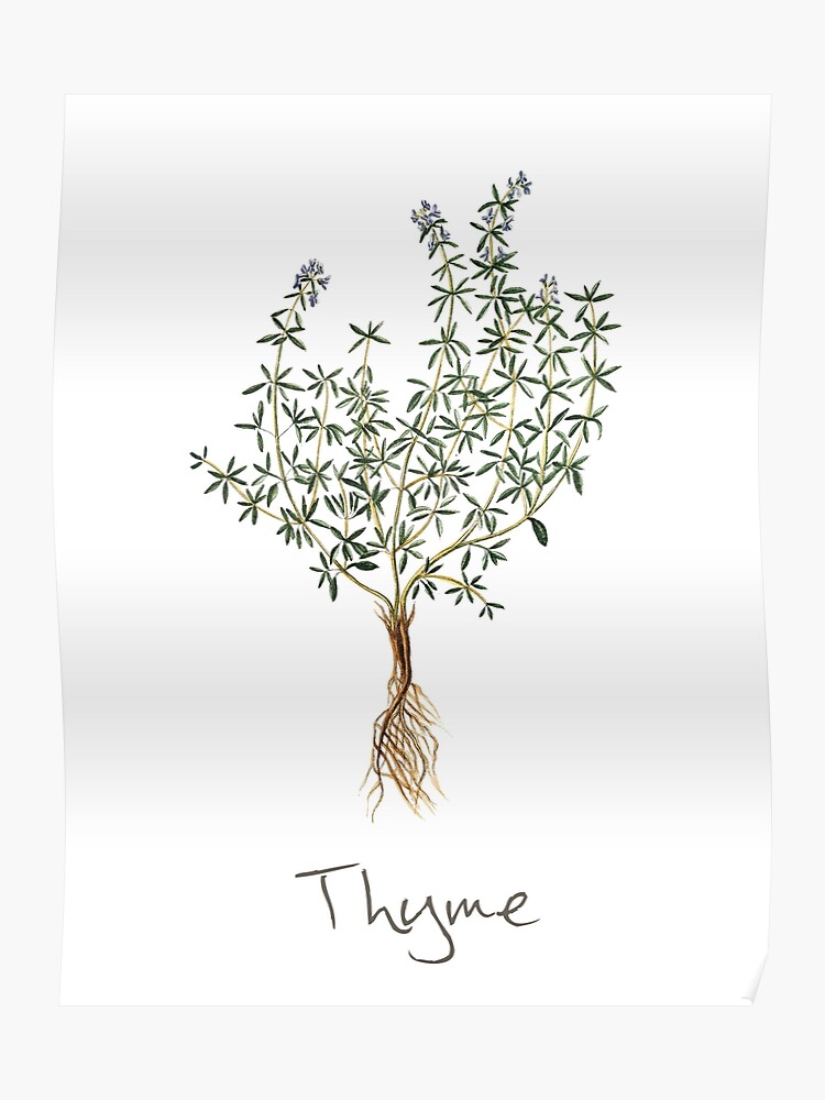 Thyme And Honey Size Chart