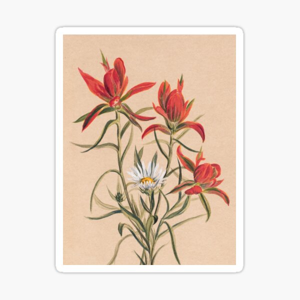 Vintage Indian Paintbrush and Daisy Painting | P295 Sticker