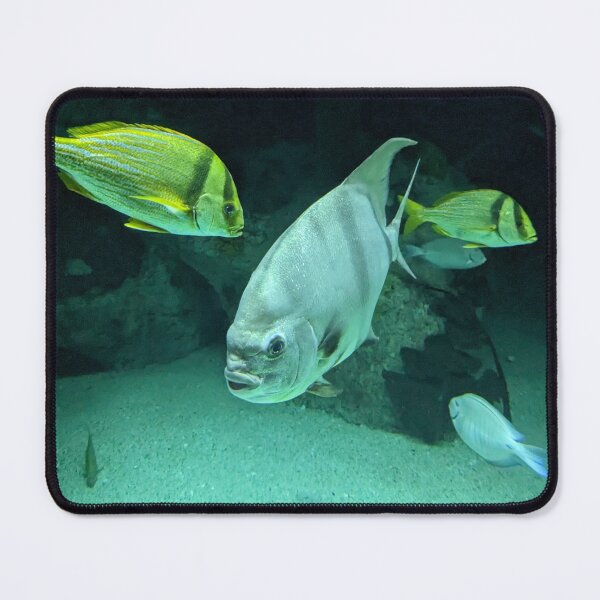 Item preview, Atlantic Spadefish designed and sold by TheRealDanniX.