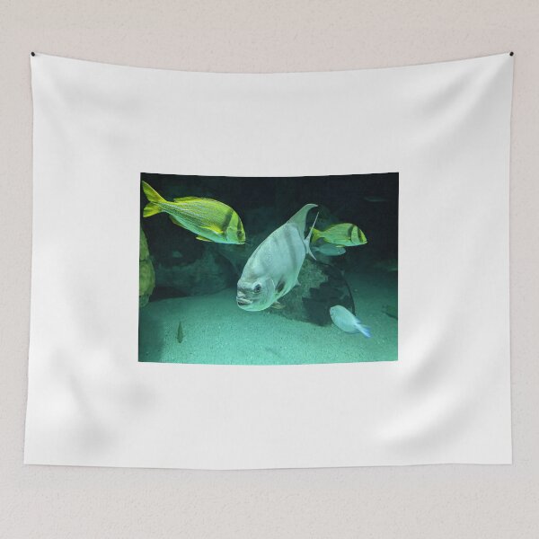 Item preview, Atlantic Spadefish designed and sold by TheRealDanniX.