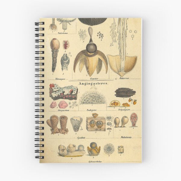 Item preview, Nees von Esenbeck FungiChart designed and sold by Lloyd Library & Museum.