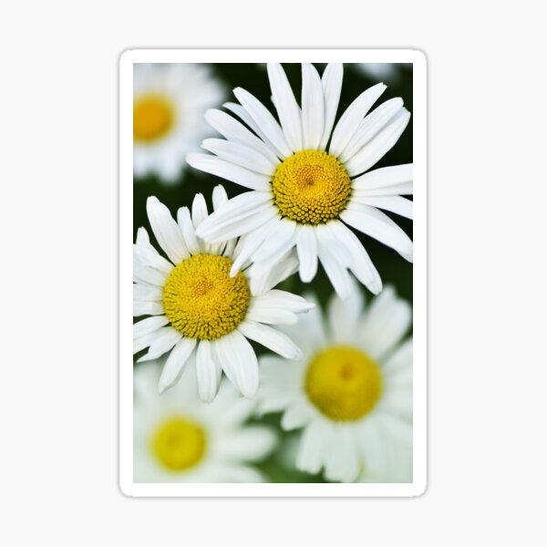 Bunch of Daisies Sticker