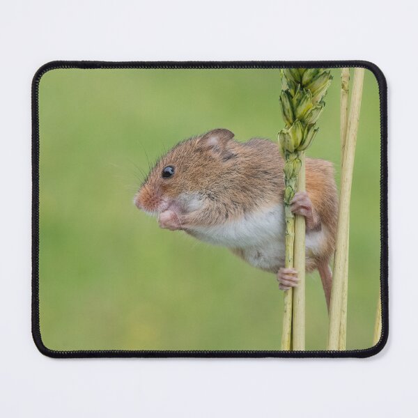 Item preview, Harvest Mice balancing act designed and sold by Adrian Rowley.