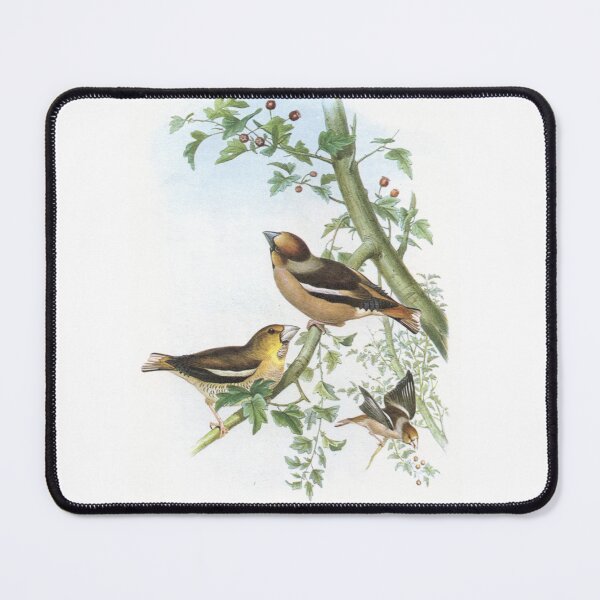 Item preview, Hawfinches. John Gould's Birds. designed and sold by mindwarp2000.