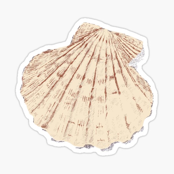 Mermaid Shell Bra, Clam Shell, Seashell Sticker for Sale by Hannah Lou