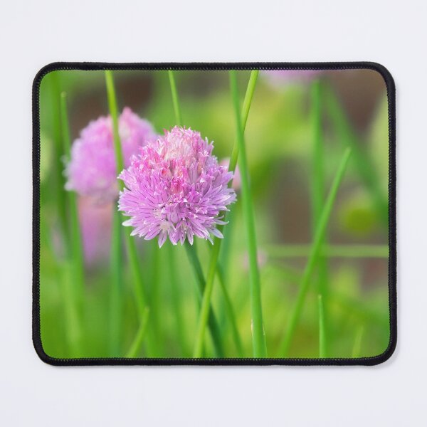 Item preview, Chives Allium-schoenoprasum designed and sold by Dorset Girl.