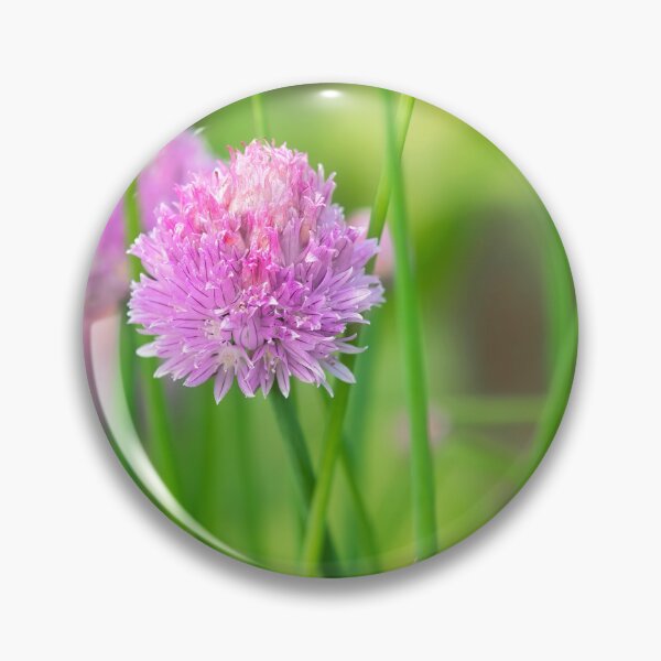 Item preview, Chives Allium-schoenoprasum designed and sold by Dorset Girl.