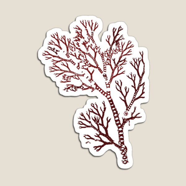 Item preview, Ceramium pallidum designed and sold by scratchedhand.