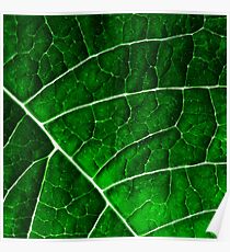 LEAF STRUCTURE GREENERY no2 Poster