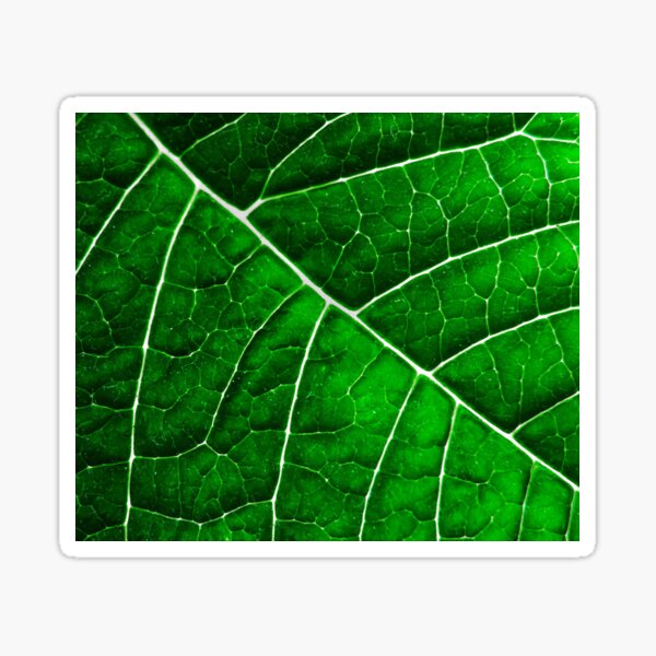 LEAF STRUCTURE GREENERY no3 Sticker