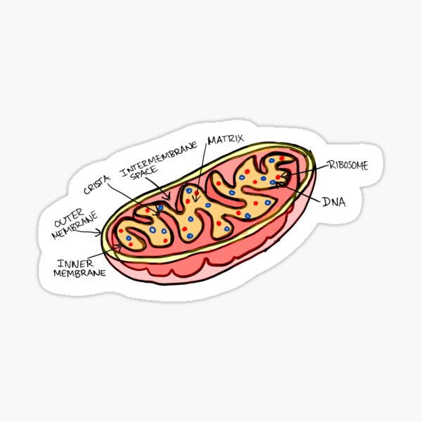 Mitochondria Gifts & Merchandise | Redbubble