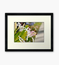 Delicate Framed Print