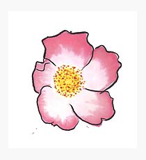 Wild rose Photographic Print