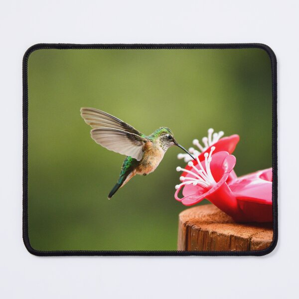 Item preview, Hummingbird designed and sold by Danny Key.