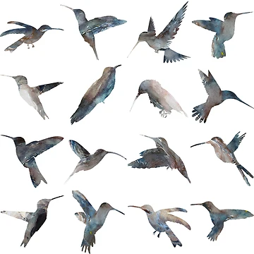 Artwork thumbnail, Hummingbird Pattern by Rodrigo Fonseca