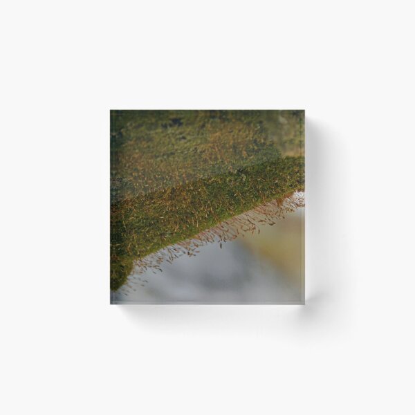Item preview, Westlawn Cemetary, Canton Ohio designed and sold by RabbitHole13.