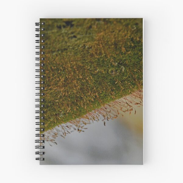 Item preview, Westlawn Cemetary, Canton Ohio designed and sold by RabbitHole13.