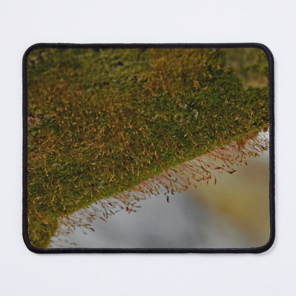 Item preview, Westlawn Cemetary, Canton Ohio designed and sold by RabbitHole13.